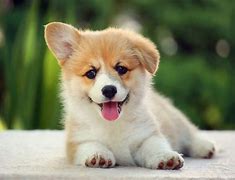 Image result for World's Cutest Dog Breed