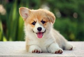 Image result for 5 Cutest Dog Breeds