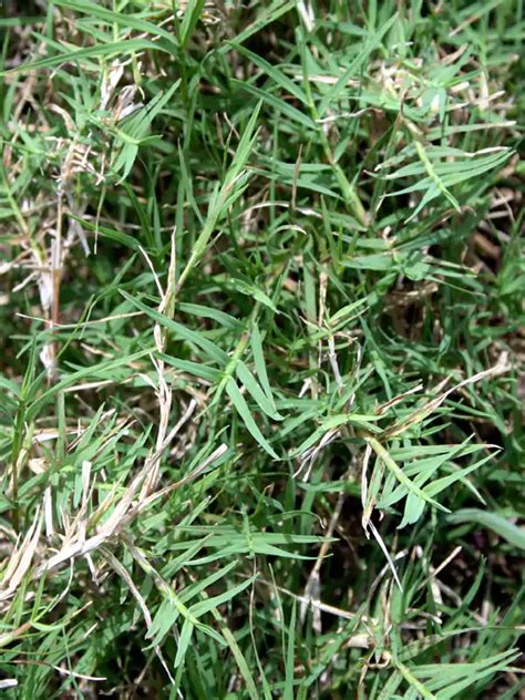 Cynodon dactylon, Karukapullu, Bermuda grass, കറുകപ്പുല്ല് | SMPB Kerala