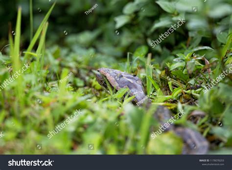 Biggest Python Snake 的图像结果