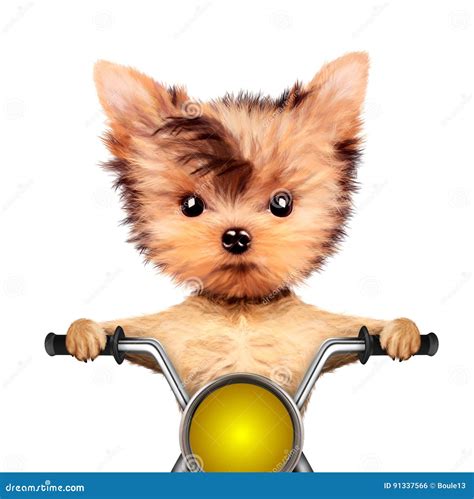 Funny Biker Dog Sitting on a Chopper. Stock Illustration - Illustration ...