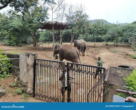 Elephants at IndiaraGandhi Zoological Park in Visakha Patnam Stock ...