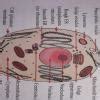 Q5: Draw a labelled diagram of cell showing nucleus and cytoplasm.Q6 ...