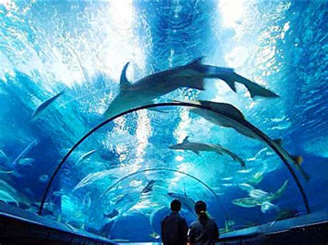 2022上海海洋水族馆-旅游攻略-门票-地址-问答-游记点评，上海旅游旅游景点推荐-去哪儿攻略