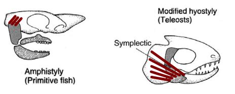 Reptilia: Skull Types - Zoology Optional Notes for UPSC PDF Download