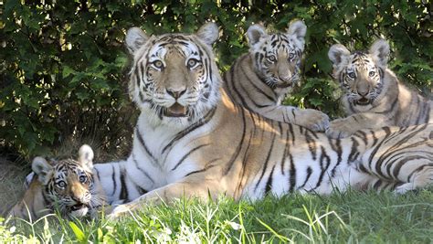 Barney Zoo Tiger 的图像结果