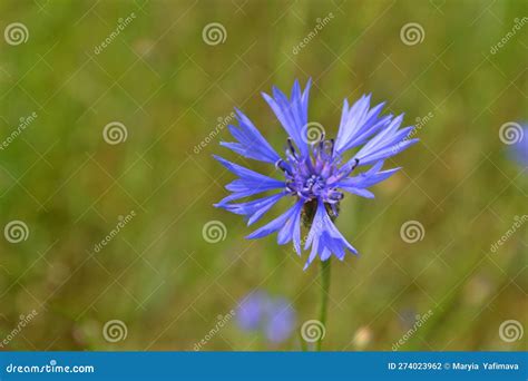 Cornflower, Blue Eye of the Golden Field Stock Photo - Image of grass ...