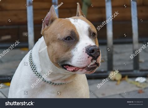 Are Pitbulls A Dangerous Breed