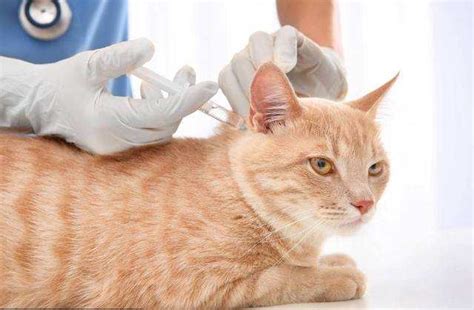 饲养猫咪过程中，如果被猫爪子挠伤，会感染狂犬病吗？,搞笑,萌宠,好看视频