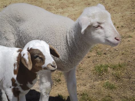 Dawn and Kaylee - Lamb Care Australia