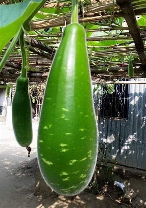 Gachwala Dark Green Bottle Gourd Seeds (Tile Lomba Lau Nargis ...
