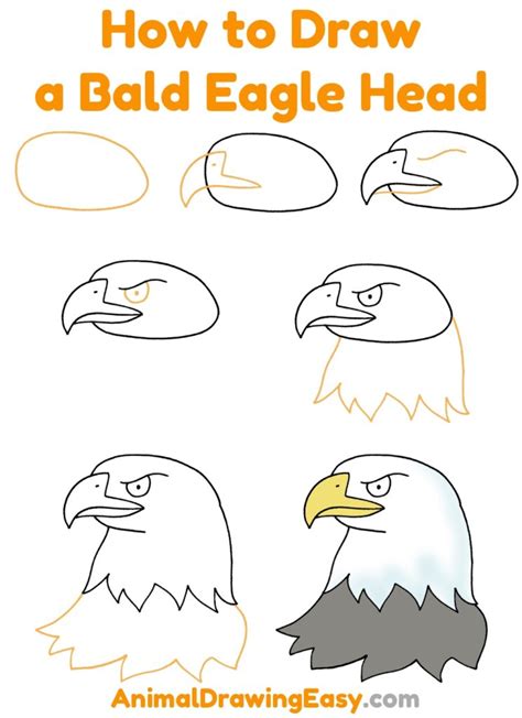 Eagle Draw How Bald 的图像结果