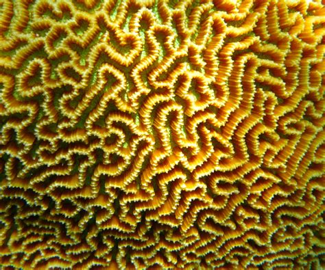 Types Of Corals