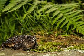 Image result for Baby Snapping Turtle Habitat