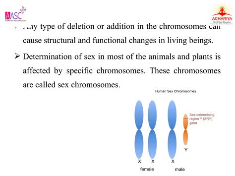 Chromosomal theory of inheritance | PPT