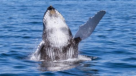 Bing Wallpaper Whale 的图像结果