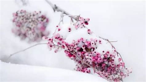 大雪将至，农村俗语：“小雪不见雪，大雪满天飞”，今年冬天冷吗_天气