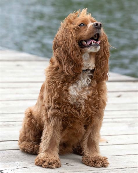 36 Cutest Cavalier King Charles Spaniel Mixes (With Pictures!)