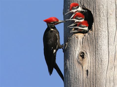 Red Headed Pileated Woodpecker