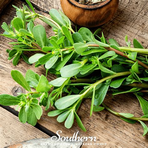 Purslane, Green (Portulaca Oleracea Sativa) - 100 Seeds - Seed Therapy – Southern Seeds