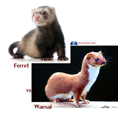 Ferret A Weasel at William Pendleton blog