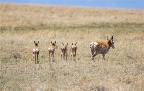 Land Conservation and the Curious Pronghorn – New Mexico Land Conservancy