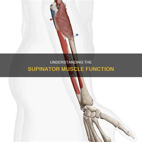 Image result for Supinator Muscle Function