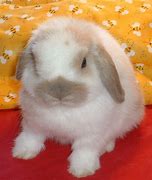 Image result for Spring Animals Bunnies