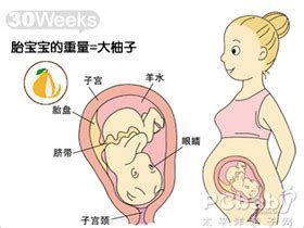 孕30周胎儿发育_亲子百科_太平洋亲子网