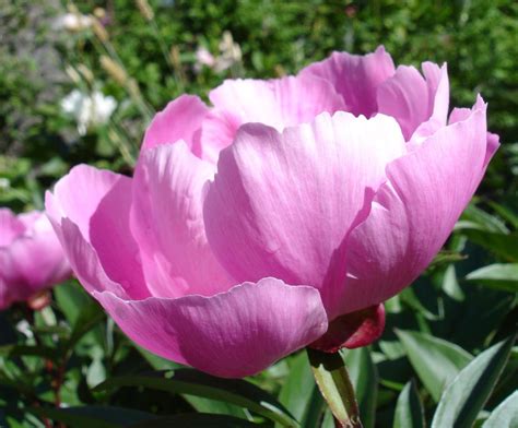 Indiana State Flower - The Peony