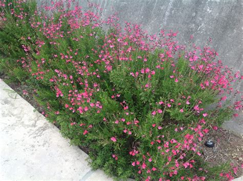Salvia greggii Sierra Linda® (Pink Autumn Sage) - Mountain States ...