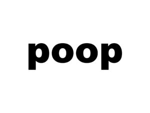 Image result for Poop Cat Exploding
