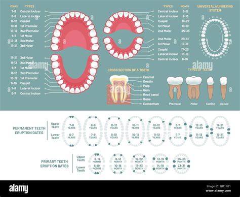 Carnivore Teeth Diagram