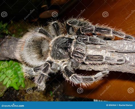 Salmon Pink Birdeater Tarantula Stock Photo - Image of pink, birdeater ...