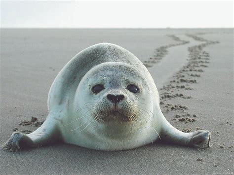 CLUB FANØ (2026) All You Need to Know BEFORE You Go (with Photos ...