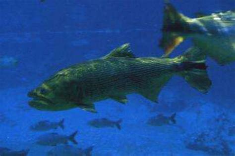 世界上最凶猛的淡水鱼，巨型水虎鱼（体长1.8米会吃人）_探秘志