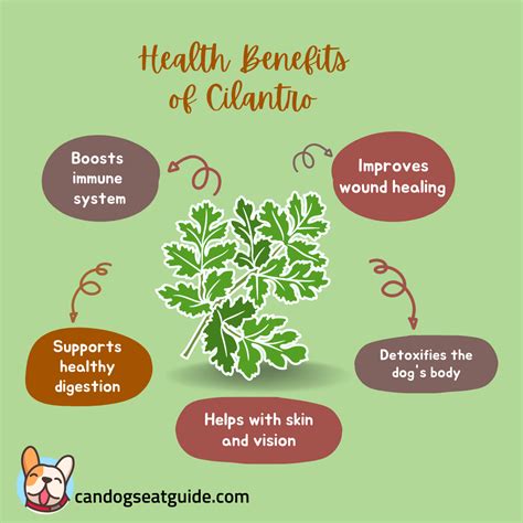 Can Dogs Eat Cilantro? How To Safely Feed Cilantro To Dogs? 2023