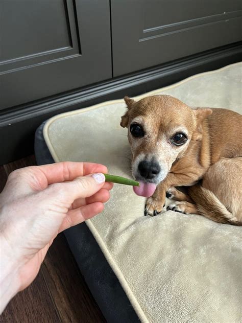 Can Dogs Eat Green Beans? - Petsyclopedia News