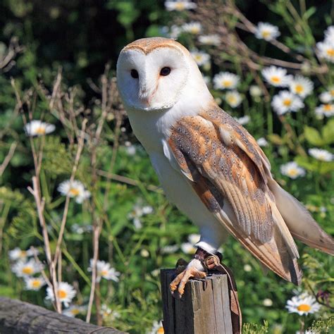 Lechuza común, reina por un año - Miguel del Pino - Libertad Digital