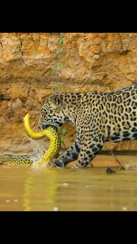 Image result for Amazing Python Fights