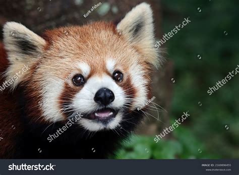 Cute Red Panda Face
