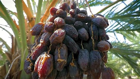 GreenWorld Special Sweet & Rare Arabian Anbara Date/Khajoor Plant ...