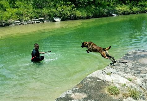 Types of Tracking Dogs 的图像结果