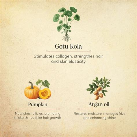 Buy Gotu kola & Pumpkin Beard oil with Cucurbita pepo (Pumpkin seed Oil ...