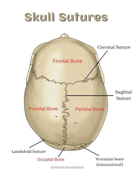 Sagittal Suture