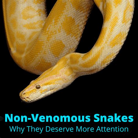 Non-Venomous Snakes (Why They Deserve More Attention)
