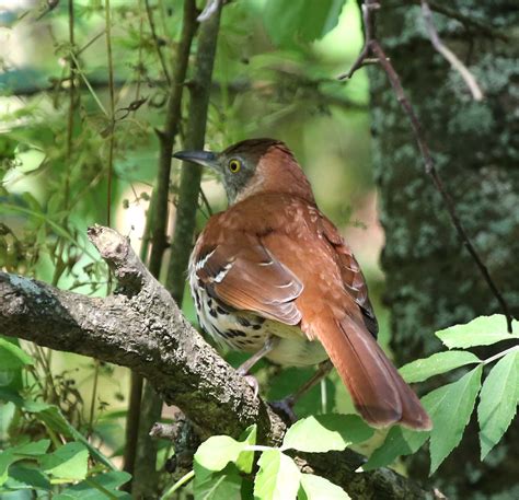 Pictures and information on Brown Thrasher