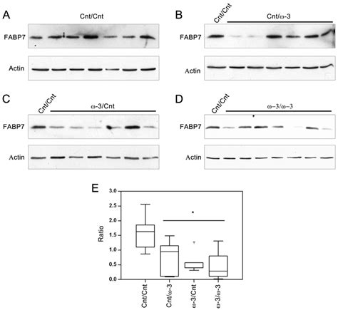 Long-Term Effect of Docosahexaenoic Acid Feeding on Lipid Composition ...
