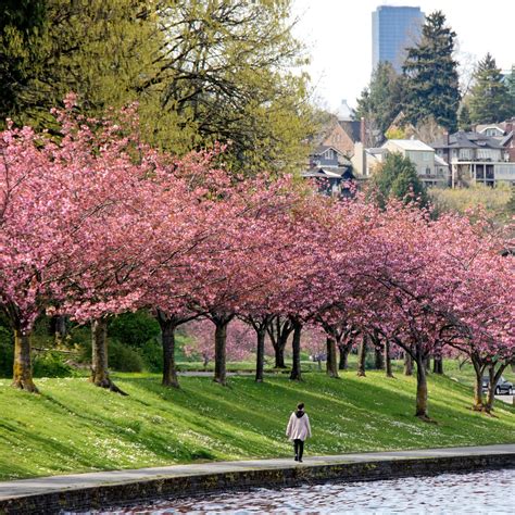 Image result for Fake Spring Seattle