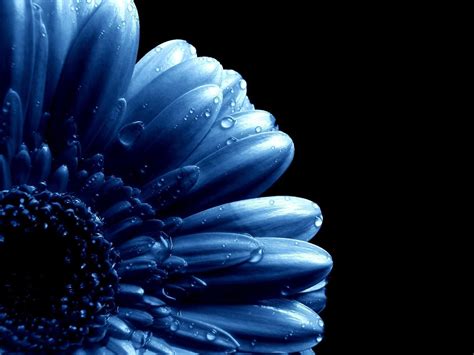 Dark Blue Flower Aesthetic Wallpapers - Wallpaper Cave